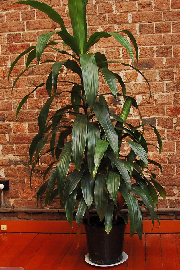 خون سیاوشان,Dragon Tree ,Janet Craig
